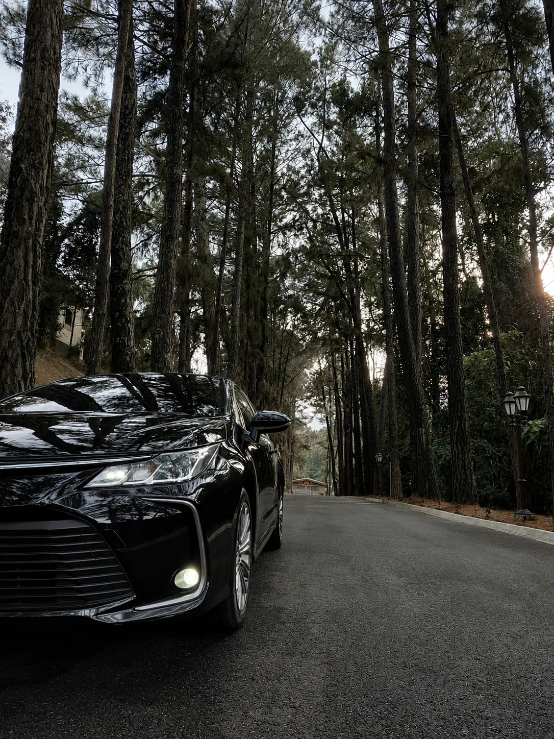 Black executive sedan with its headlights on, on a road lined with pine trees at dusk