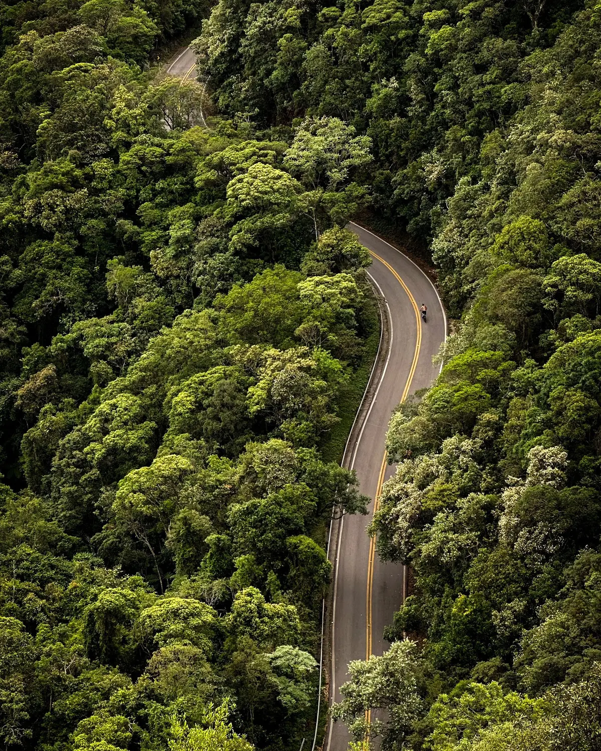 Winding road through the Atlantic Forest in the hills of São Paulo state